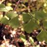 Fotografia 17 da espécie Adiantum capillus-veneris do Jardim Botânico UTAD