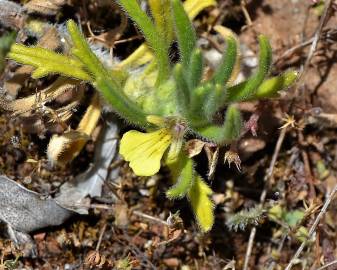 Fotografia da espécie Ajuga iva var. pseudoiva