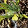 Fotografia 3 da espécie Ajuga iva var. pseudoiva do Jardim Botânico UTAD