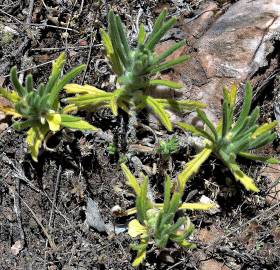 Fotografia da espécie Ajuga iva var. pseudoiva