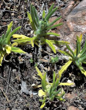 Fotografia 1 da espécie Ajuga iva var. pseudoiva no Jardim Botânico UTAD