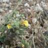 Fotografia 5 da espécie Ajuga iva var. pseudoiva do Jardim Botânico UTAD