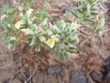 Fotografia da espécie Ajuga iva var. pseudoiva