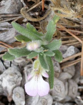 Fotografia 7 da espécie Ajuga iva var. pseudoiva no Jardim Botânico UTAD