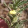 Fotografia 8 da espécie Ajuga iva var. pseudoiva do Jardim Botânico UTAD