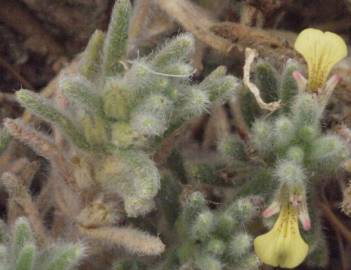 Fotografia da espécie Ajuga iva var. pseudoiva