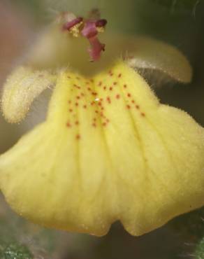 Fotografia 10 da espécie Ajuga iva var. pseudoiva no Jardim Botânico UTAD