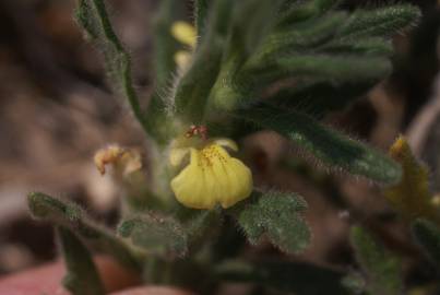 Fotografia da espécie Ajuga iva var. pseudoiva