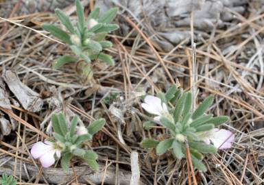 Fotografia da espécie Ajuga iva var. pseudoiva