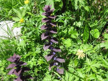 Fotografia da espécie Ajuga pyramidalis