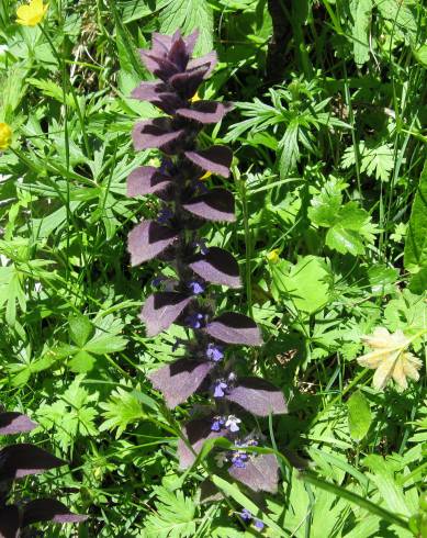 Fotografia de capa Ajuga pyramidalis - do Jardim Botânico