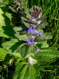 Fotografia da espécie Ajuga pyramidalis