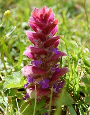 Fotografia 3 da espécie Ajuga pyramidalis no Jardim Botânico UTAD