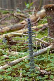 Fotografia da espécie Ajuga pyramidalis