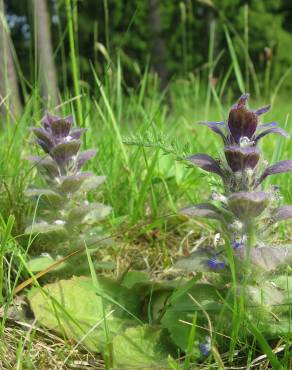 Fotografia 6 da espécie Ajuga pyramidalis no Jardim Botânico UTAD