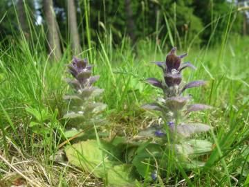 Fotografia da espécie Ajuga pyramidalis