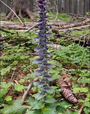 Fotografia 7 da espécie Ajuga pyramidalis no Jardim Botânico UTAD