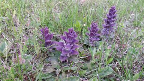 Fotografia da espécie Ajuga pyramidalis