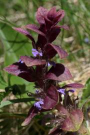 Fotografia da espécie Ajuga pyramidalis