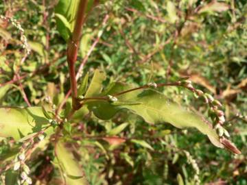 Fotografia da espécie Polygonum hydropiper