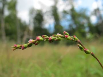 Fotografia da espécie Polygonum hydropiper