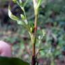 Fotografia 8 da espécie Polygonum hydropiper do Jardim Botânico UTAD