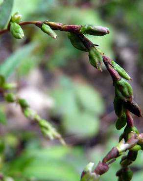 Fotografia 11 da espécie Polygonum hydropiper no Jardim Botânico UTAD