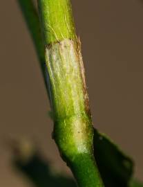 Fotografia da espécie Polygonum hydropiper