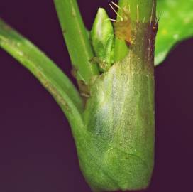 Fotografia da espécie Polygonum hydropiper