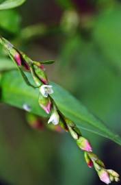 Fotografia da espécie Polygonum hydropiper