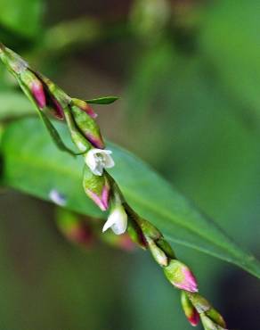 Fotografia 15 da espécie Polygonum hydropiper no Jardim Botânico UTAD