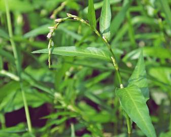 Fotografia da espécie Polygonum hydropiper