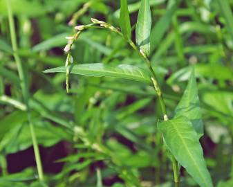 Fotografia da espécie Polygonum hydropiper