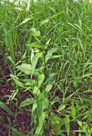 Fotografia da espécie Polygonum hydropiper