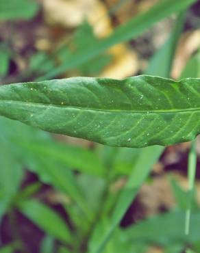 Fotografia 18 da espécie Polygonum hydropiper no Jardim Botânico UTAD