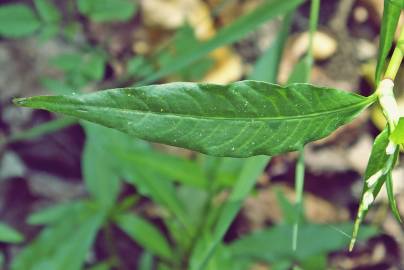 Fotografia da espécie Polygonum hydropiper