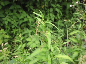 Fotografia da espécie Polygonum hydropiper