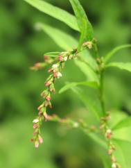 Polygonum hydropiper