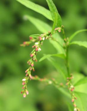 Fotografia 1 da espécie Polygonum hydropiper no Jardim Botânico UTAD