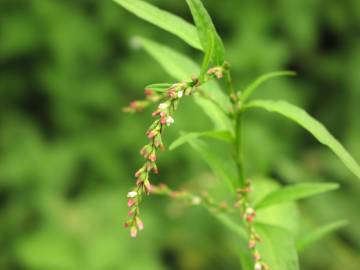 Fotografia da espécie Polygonum hydropiper