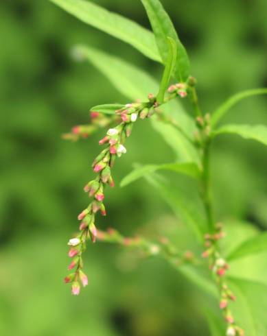 Fotografia de capa Polygonum hydropiper - do Jardim Botânico