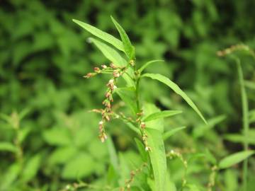 Fotografia da espécie Polygonum hydropiper