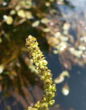 Fotografia 3 da espécie Potamogeton polygonifolius no Jardim Botânico UTAD