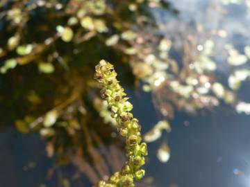 Fotografia da espécie Potamogeton polygonifolius