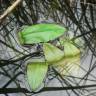 Fotografia 4 da espécie Potamogeton polygonifolius do Jardim Botânico UTAD
