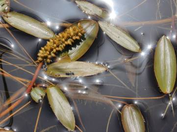 Fotografia da espécie Potamogeton polygonifolius