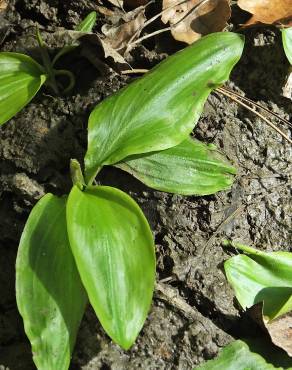 Fotografia 6 da espécie Potamogeton polygonifolius no Jardim Botânico UTAD