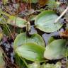 Fotografia 9 da espécie Potamogeton polygonifolius do Jardim Botânico UTAD