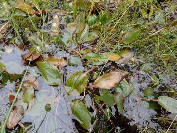 Fotografia da espécie Potamogeton polygonifolius