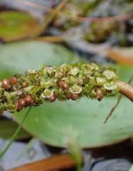 Potamogeton polygonifolius